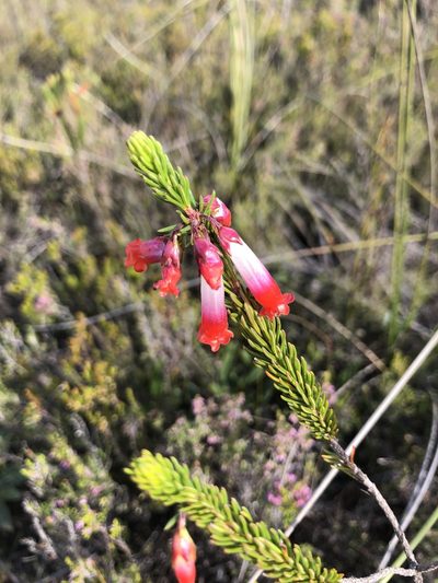 Erica regia, photographed by Sean Privett
