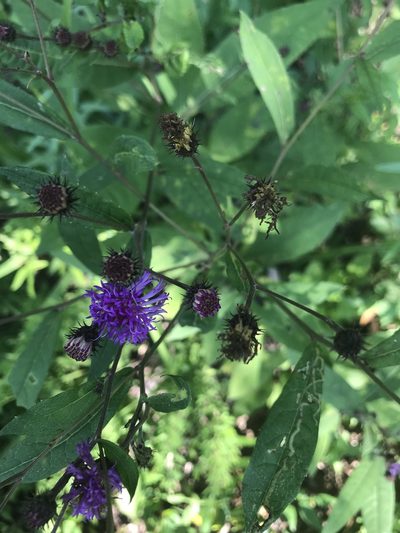 Vernonia glauca, photographed by Brandon Wheeler