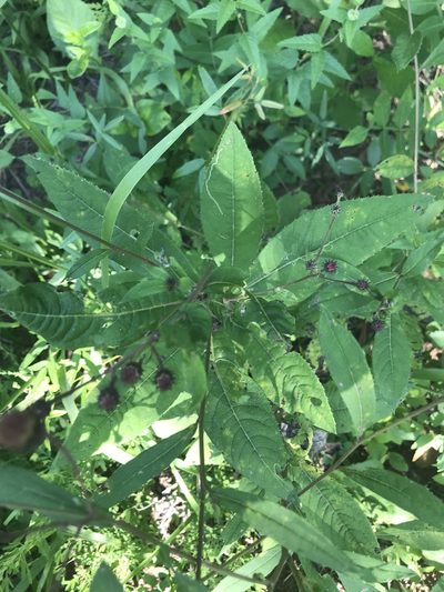 Vernonia glauca, photographed by Brandon Wheeler