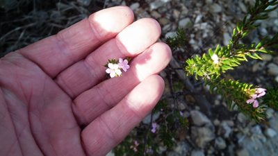 Acmadenia alternifolia, photographed by Shaun Swanepoel