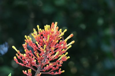 Isertia haenkeana, photographed by Aitor