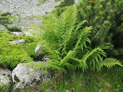 Pseudathyrium alpestre, photographed by Jens-Christian Svenning