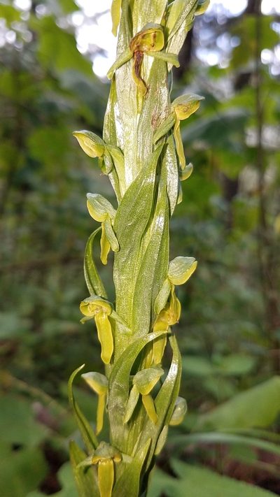 Platanthera brevifolia, photographed by Alan Rockefeller