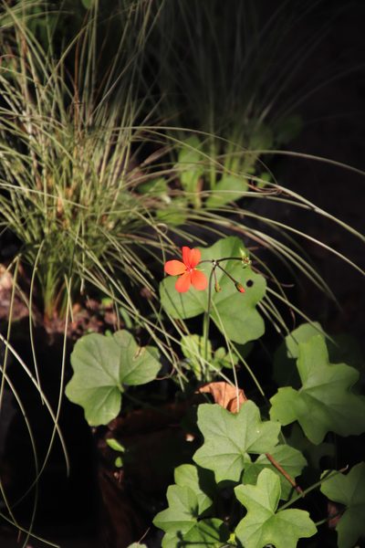 Pelargonium tongaense, photographed by Tony Rebelo