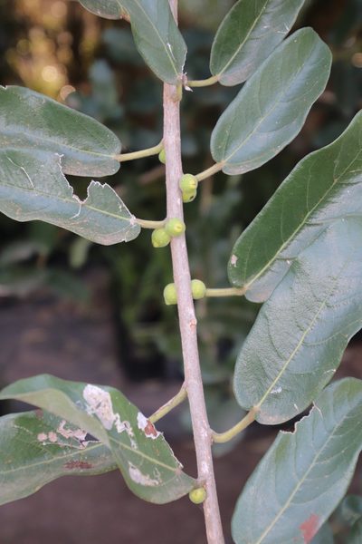 Ficus stuhlmannii, photographed by Tony Rebelo