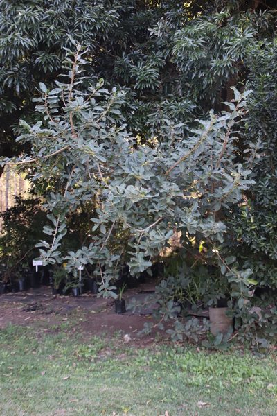 Ficus stuhlmannii, photographed by Tony Rebelo