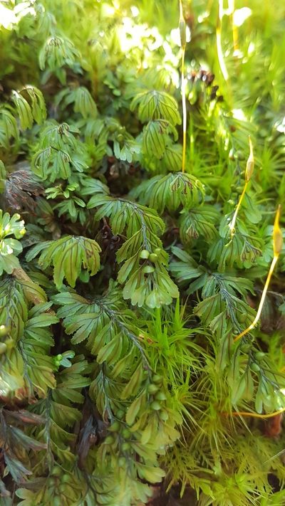 Hymenophyllum wilsonii, photographed by Neil Alderson