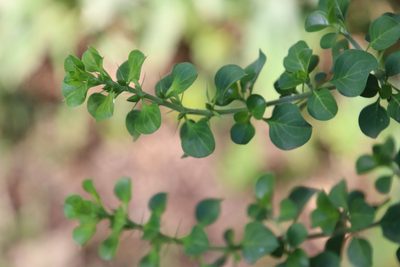 Barleria rotundifolia, photographed by Tony Rebelo