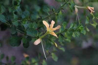 Barleria rotundifolia, photographed by Tony Rebelo