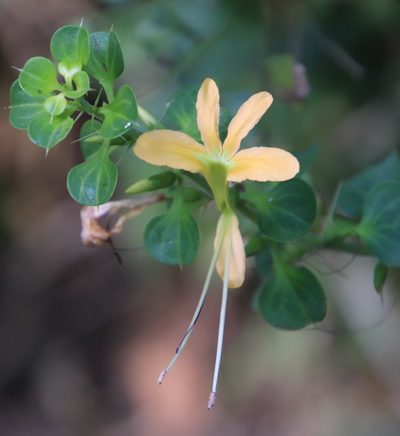 Barleria rotundifolia, photographed by Tony Rebelo