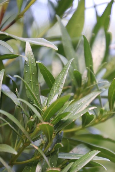 Pavetta lanceolata, photographed by Tony Rebelo