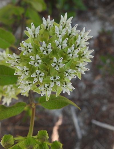 Asclepias curtissii, photographed by snail_hiker
