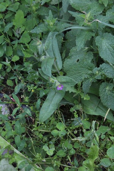 Nonea versicolor, photographed by Dmitriy Bochkov
