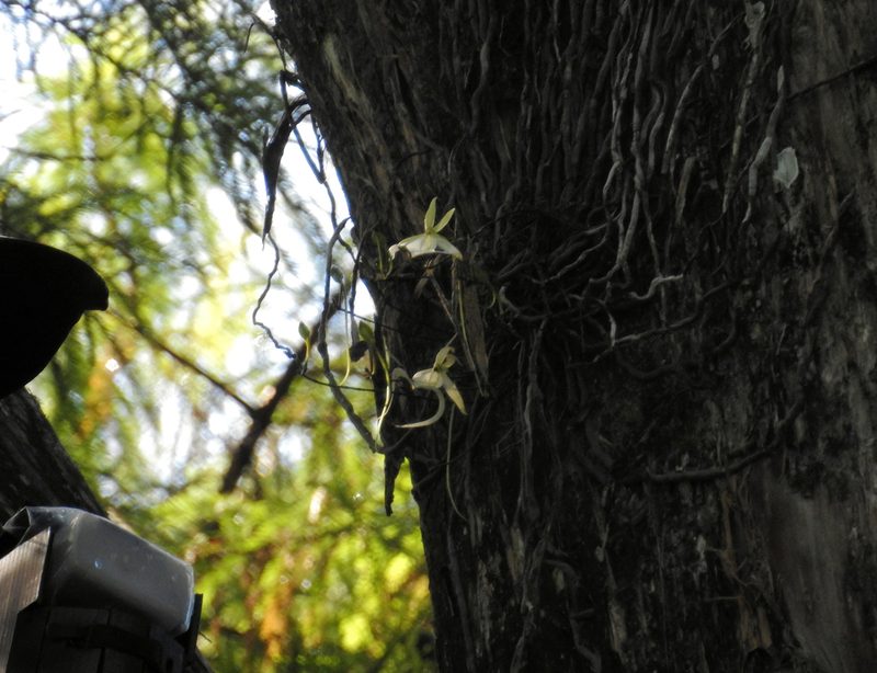 Dendrophylax lindenii, photographed by snail_hiker