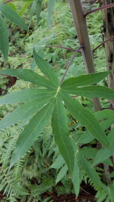 Cleome magnifica, photographed by Alan Rockefeller
