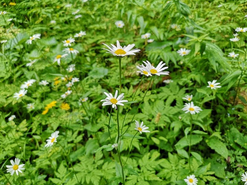 Leucanthemum rotundifolium, photographed by Jens-Christian Svenning