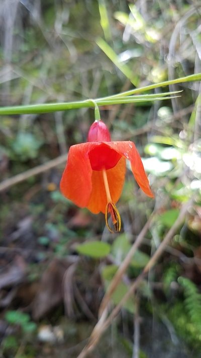 Tigridia immaculata, photographed by Alan Rockefeller