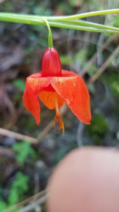 Tigridia immaculata, photographed by Alan Rockefeller