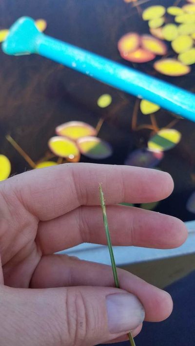 Eleocharis robbinsii, photographed by Sarah Johnson