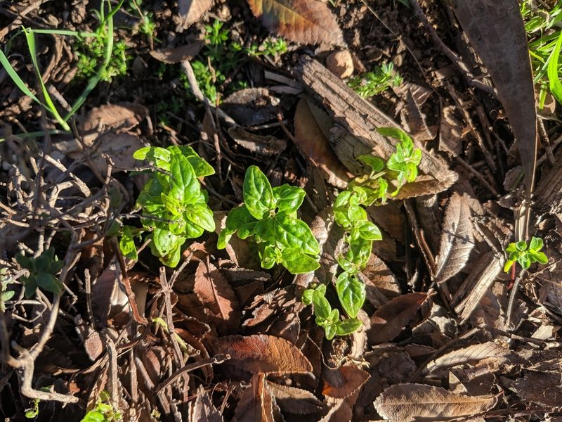 Mentha australis, photographed by Cobi Calyx