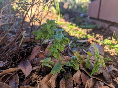 Mentha australis, photographed by Cobi Calyx
