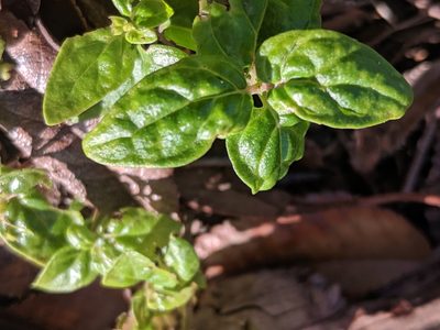 Mentha australis, photographed by Cobi Calyx