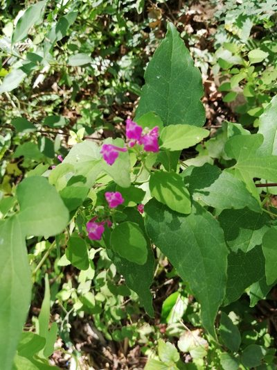 Scutellaria seleriana, photographed by Liliana Ramírez-Freire