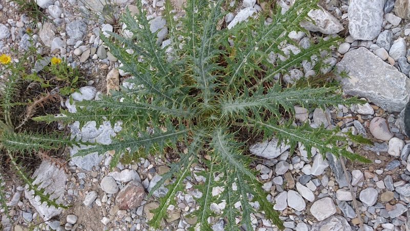 Cirsium bicentenariale, photographed by Sandino Guerrero