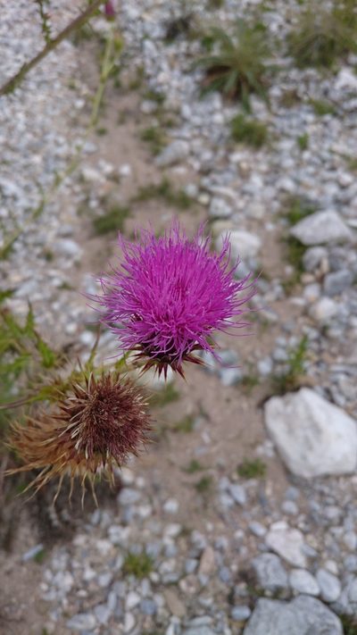 Cirsium bicentenariale, photographed by Sandino Guerrero