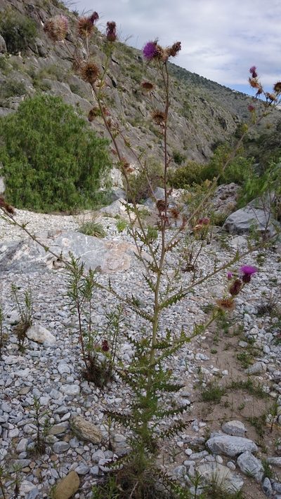 Cirsium bicentenariale, photographed by Sandino Guerrero