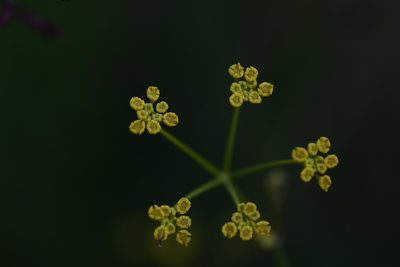 Donnellsmithia juncea, photographed by Neptalí Ramírez Marcial