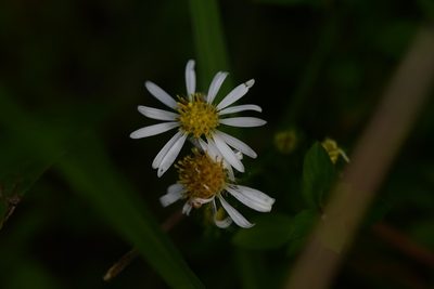 Symphyotrichum bullatum, photographed by Neptalí Ramírez Marcial