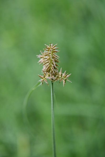 Cyperus manimae, photographed by Neptalí Ramírez Marcial