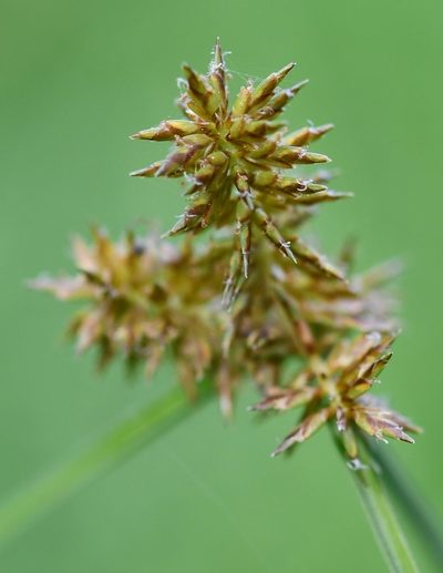 Cyperus manimae, photographed by Neptalí Ramírez Marcial