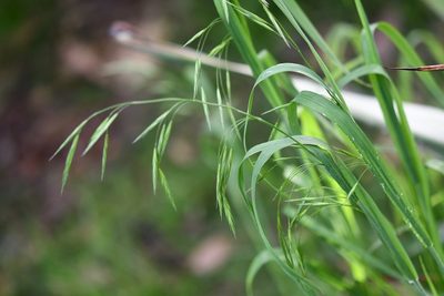 Bromus anomalus, photographed by Neptalí Ramírez Marcial