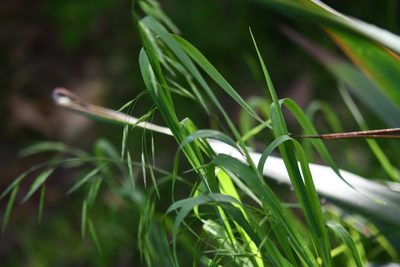 Bromus anomalus, photographed by Neptalí Ramírez Marcial