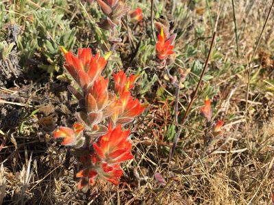 Castilleja mendocinensis, photographed by Leah Gardner
