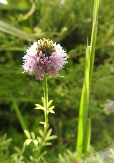 Dalea carnea, photographed by snail_hiker