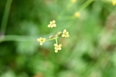 Donnellsmithia juncea, photographed by Neptalí Ramírez Marcial