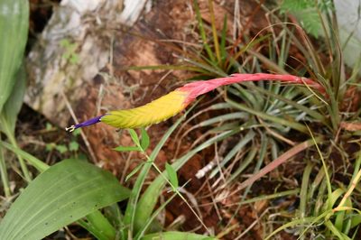Tillandsia tricolor, photographed by Neptalí Ramírez Marcial