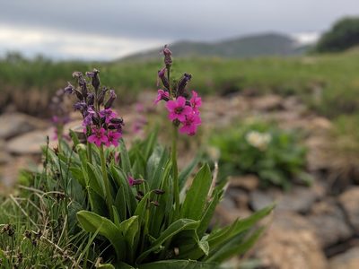 Primula parryi, photographed by Ethan Rose