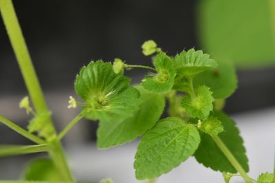 Acalypha mexicana, photographed by Neptalí Ramírez Marcial