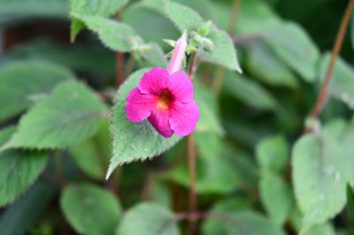 Achimenes skinneri, photographed by Neptalí Ramírez Marcial