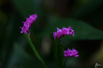Isochilus latibracteatus, photographed by Neptalí Ramírez Marcial