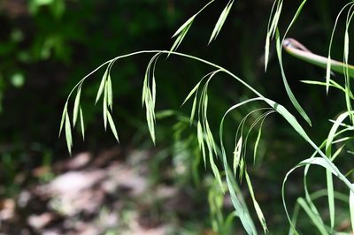 Bromus anomalus, photographed by Neptalí Ramírez Marcial