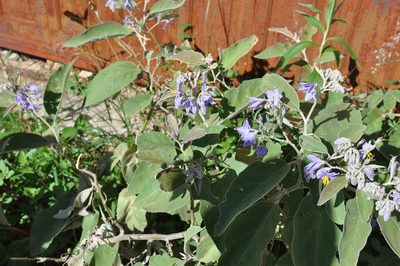 Solanum lanceolatum, photographed by Neal Kelso