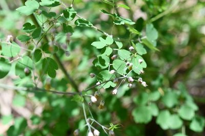 Thalictrum guatemalense, photographed by Neptalí Ramírez Marcial