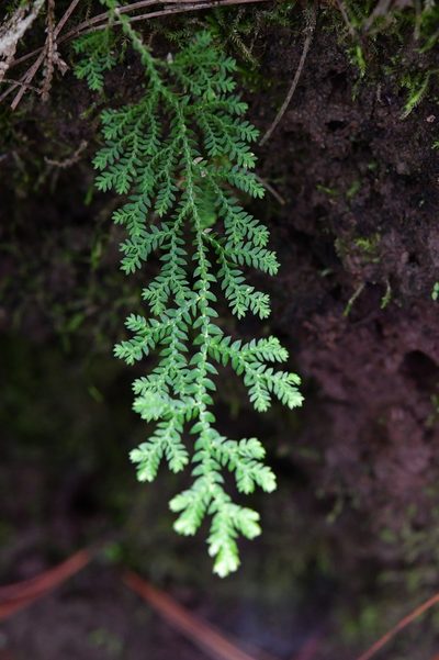 Selaginella eurynota, photographed by Neptalí Ramírez Marcial