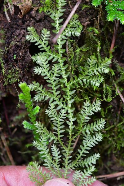 Selaginella eurynota, photographed by Neptalí Ramírez Marcial