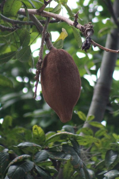 Pachira speciosa, photographed by GERMAN LEONEL SARMIENTO CRUZ